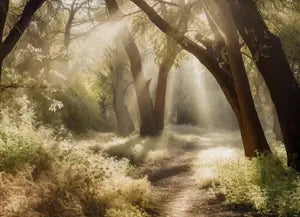 Grabplatten für Friedwald und Friedhof von Memoriam Gedenktafeln.